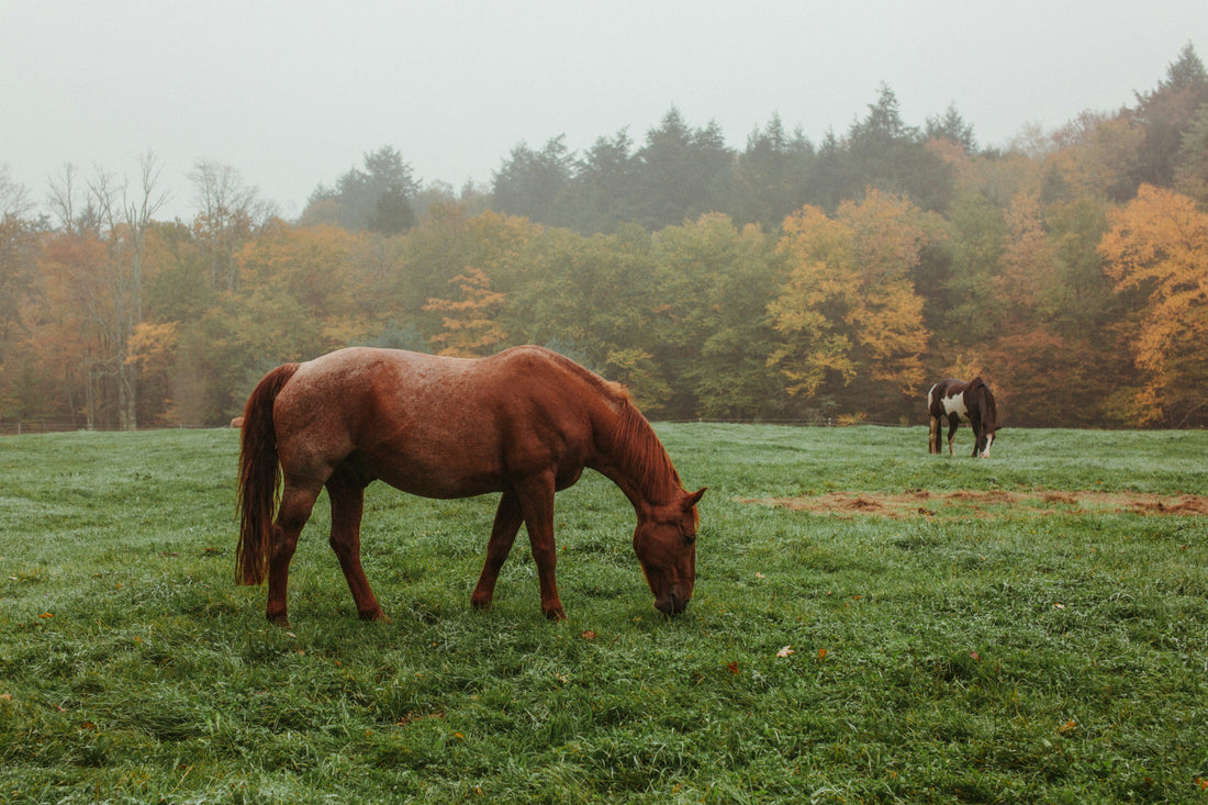 Préparer son cheval pour l’hiver : checklist couverture, sabots et peau