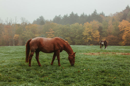 Préparer son cheval pour l’hiver : checklist couverture, sabots et peau