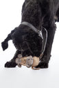Jouet Buddy Horse