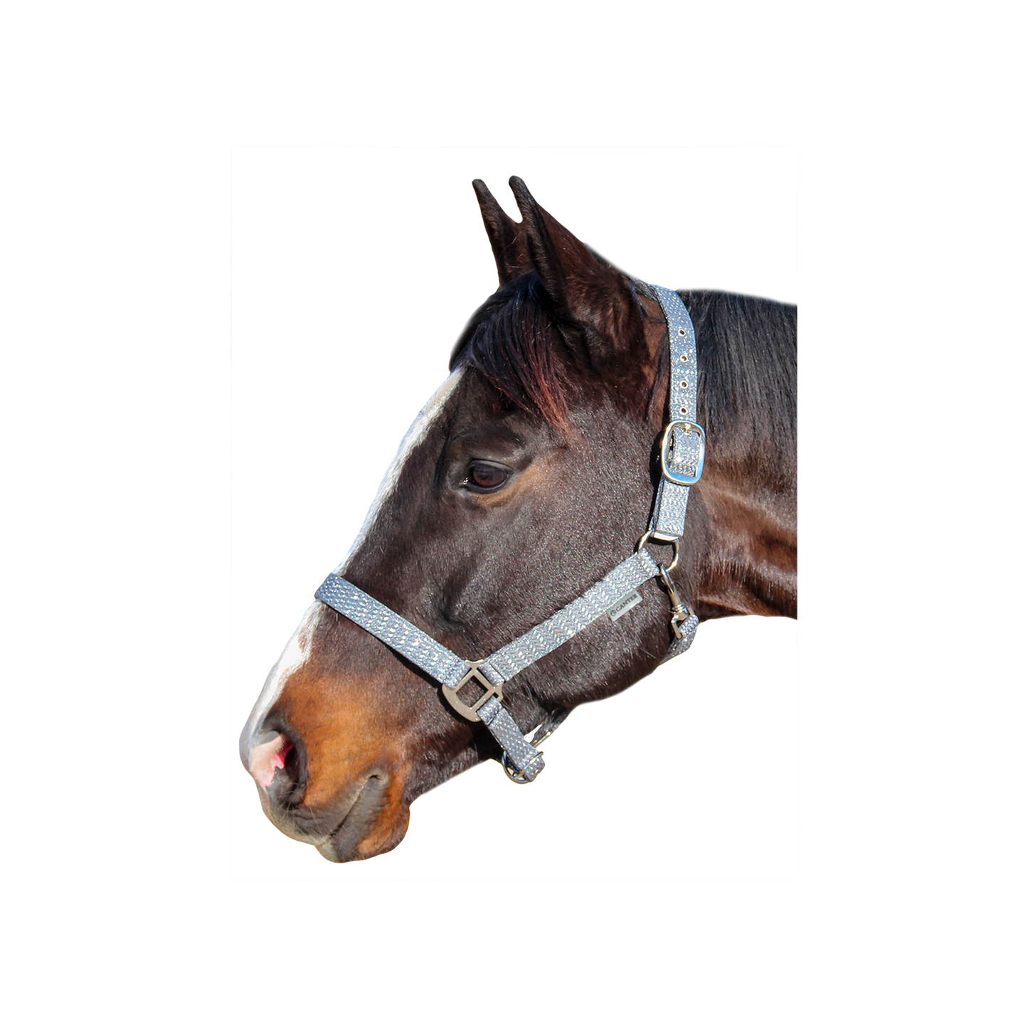Canter - Licol Malibu
