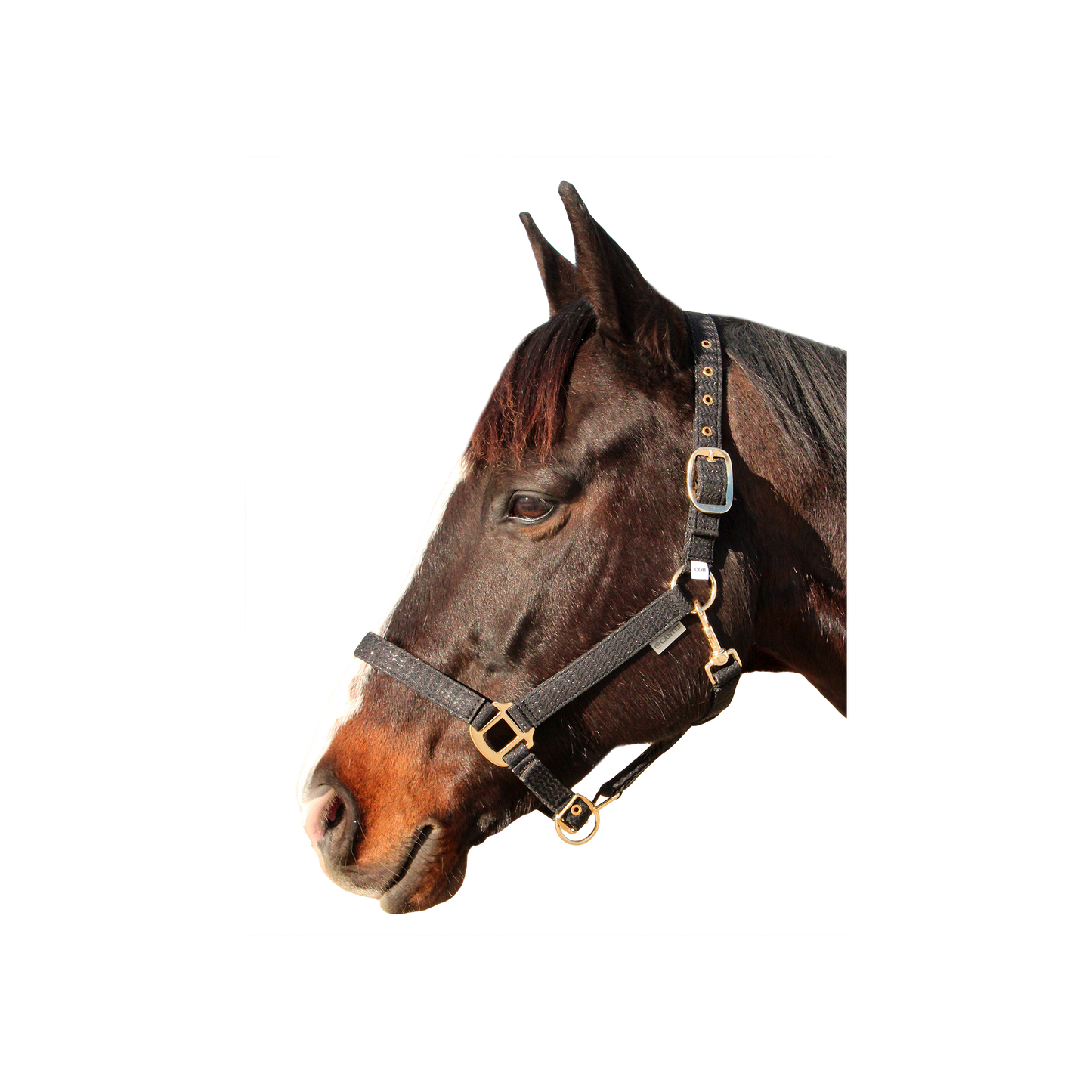 Canter - Licol Malibu