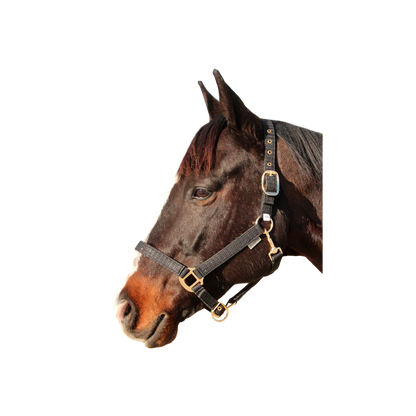 Canter - Licol Malibu